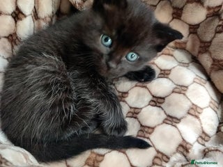 Mixed Breed cats Adorable 2 kitten - Advert 3