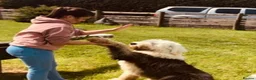Old English Sheepdog dogs for sale: Old English sheep pups  - Advert 12