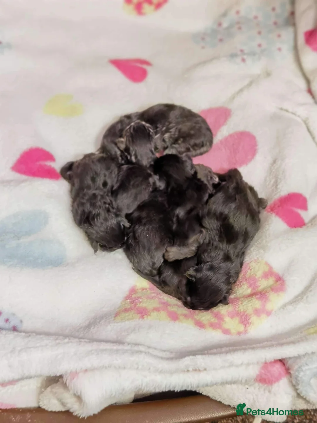 Maine Coon cats for stud: Proven Champion bloodlines stud in Doncaster - Advert 17