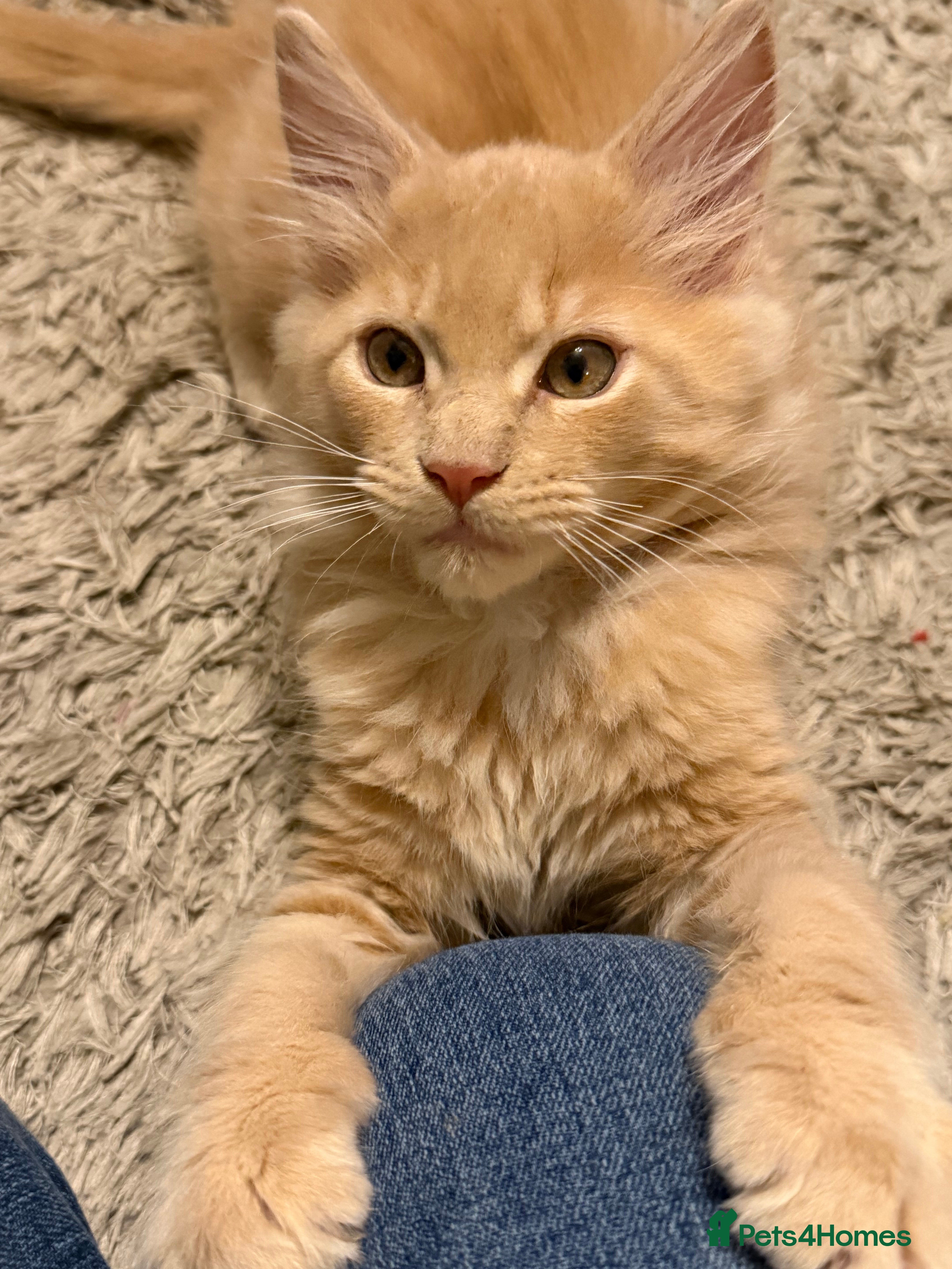 Maine Coon cats TICA Registered Maine Coon Kittens - Advert 9