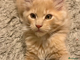 Maine Coon cats TICA Registered Maine Coon Kittens - Advert 10