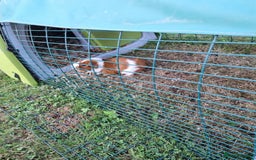 Guinea Pig rodents for sale: Male guinea pig  - Image 1