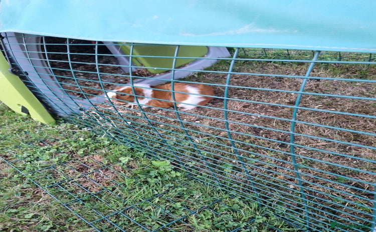 Guinea Pig rodents - Advert 14