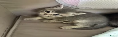 Scottish Fold 1