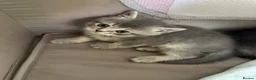 Scottish Fold cats for sale: 2 Grey Scottish Straight Kittens in London - Advert 5