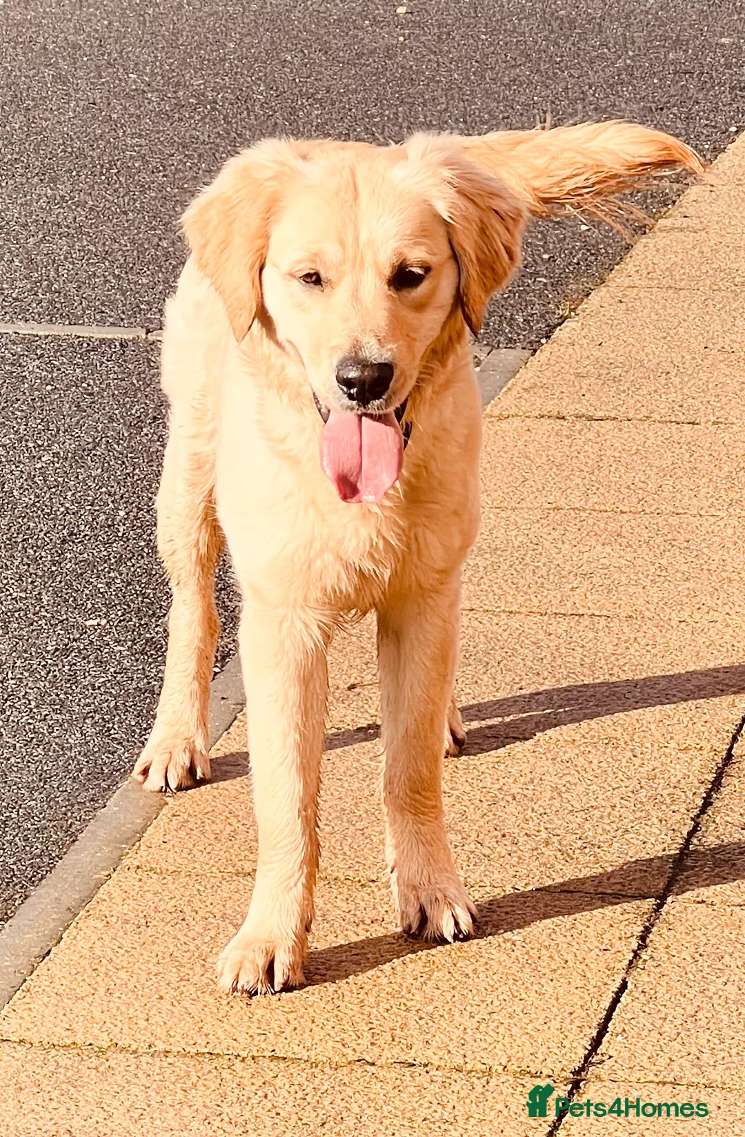 Golden Retriever dogs for sale: Loving Golden Retriever Bitch - 10 months old  - Advert 5