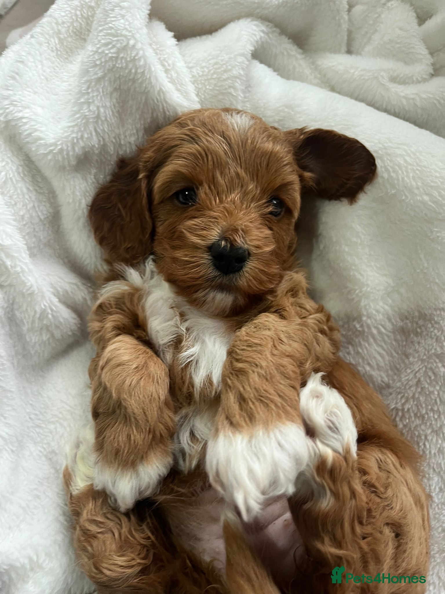 Cavapoochon dogs 🐾 Adorable Cavapoochon Puppies - Advert 11