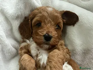 Cavapoochon dogs 🐾 Adorable Cavapoochon Puppies - Advert 11