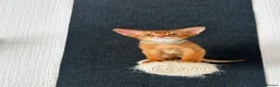 Abyssinian cats for sale: Abyssinian kittens  - Advert 29