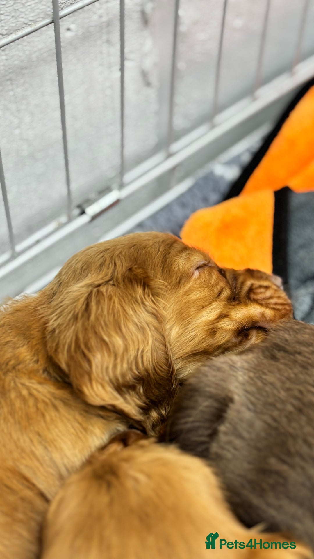 Cocker Spaniel dogs for sale: Last red boy - Ready to leave this week   - Advert 11