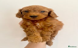 Cockapoo dogs for sale: Beautiful f1b chocolate and red cockapoo pups 🐶  - Image 6