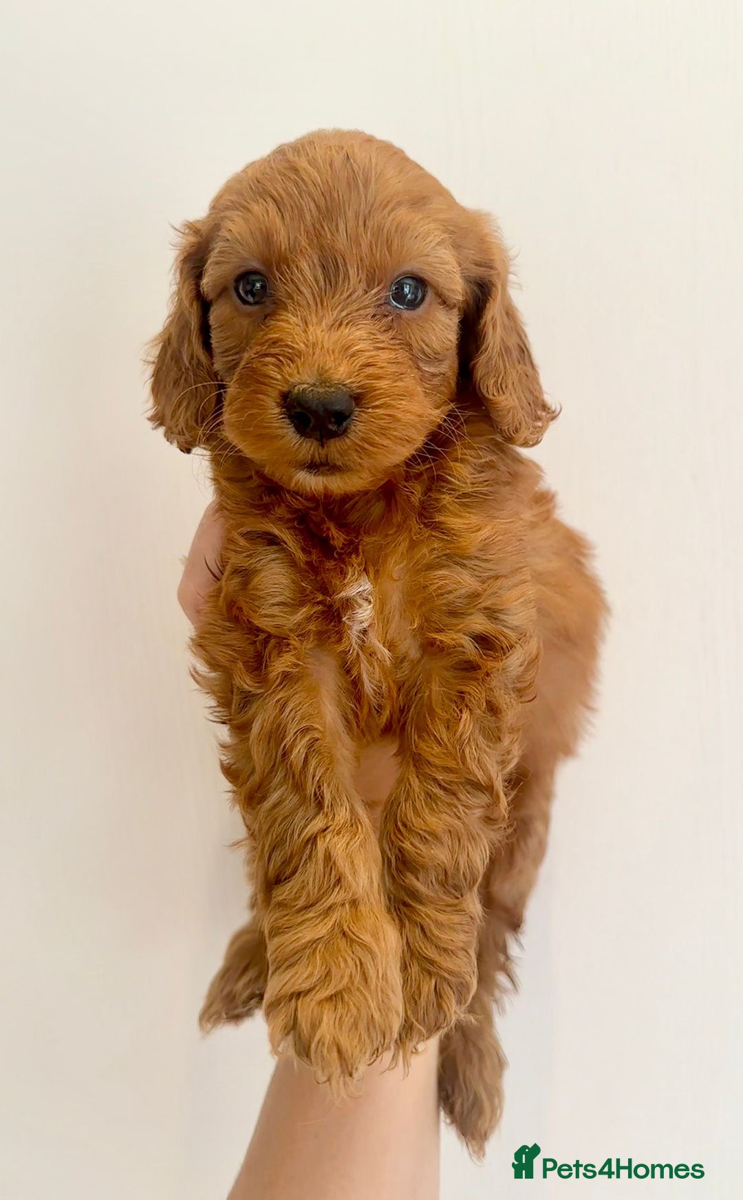 Cockapoo dogs for sale: Beautiful f1b chocolate and red cockapoo pups 🐶  - Image 6