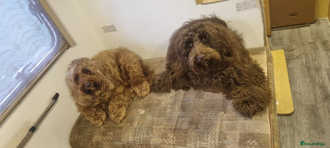 Cockapoo dogs for sale: Miniature chocolate cockapoos.8 weeks old - Image 6
