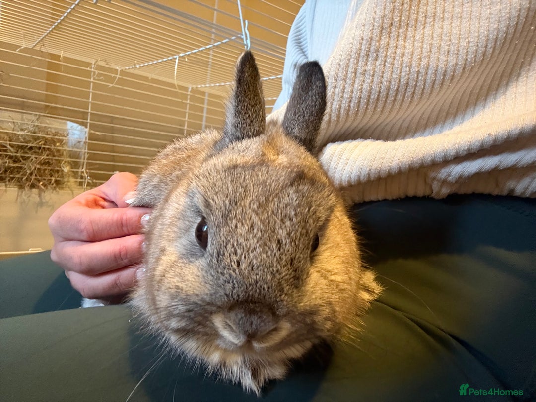 Netherland Dwarf rabbits for sale: Netherland dwarf male rabbit  - Advert 3