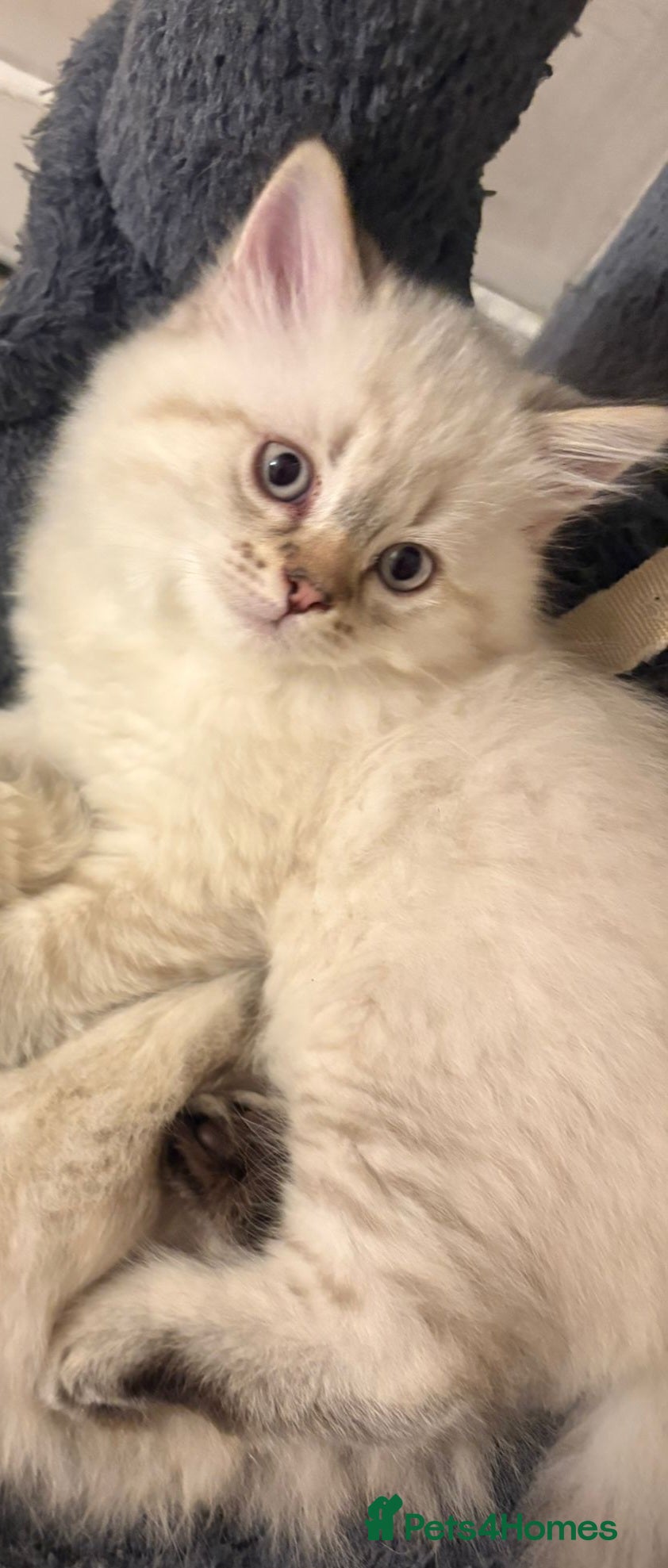 Mixed Breed cats for sale: Ragdoll/British shorthair  - Advert 3