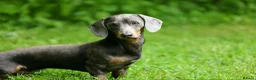 Dachshund dogs for stud: BILLY 🐶 STUD Available ( PROVEN ) - Advert 4
