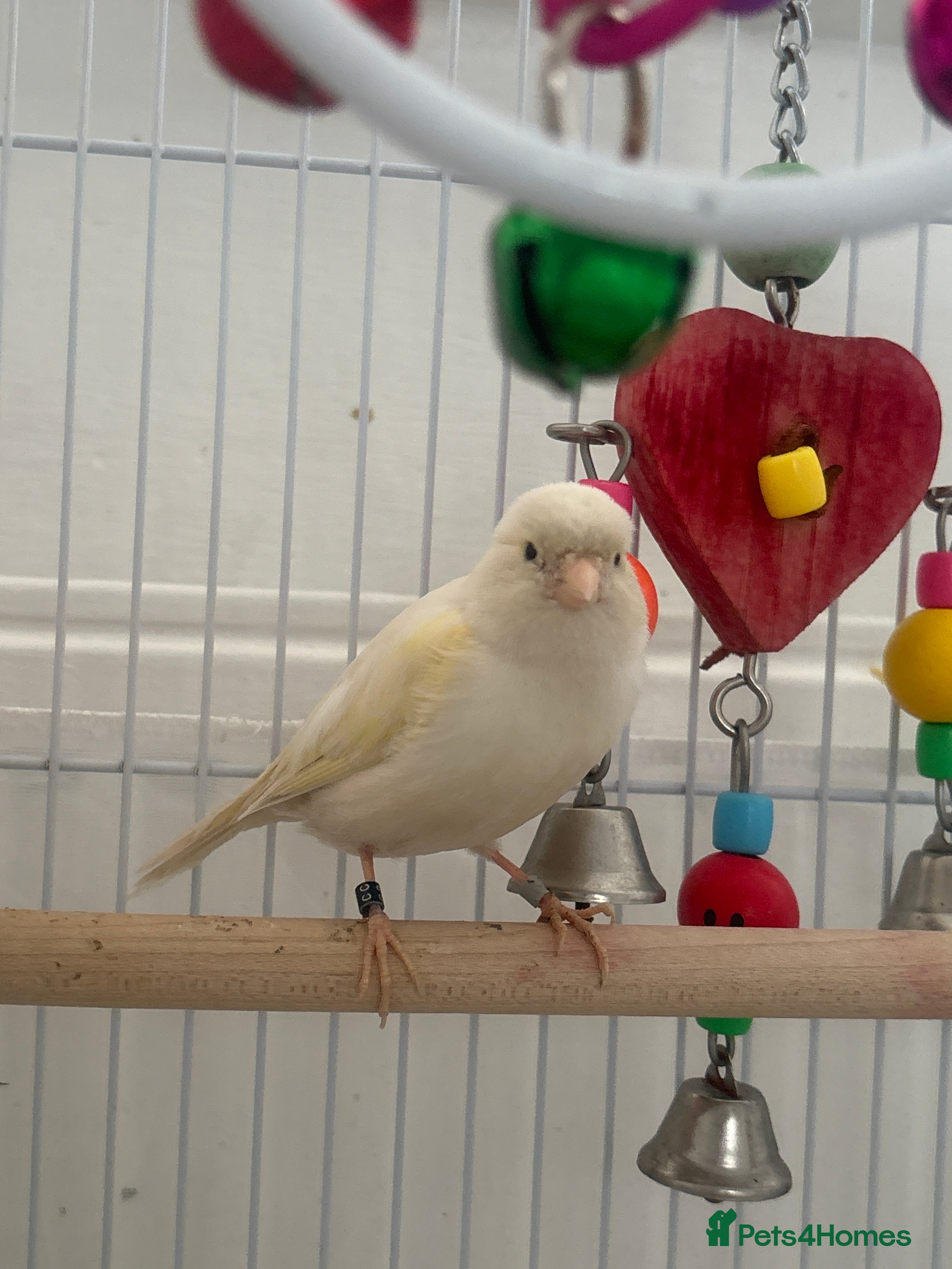 Canaries birds Hand - Tamed White canary bird  - Advert 3