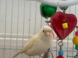 Canaries birds Hand - Tamed White canary bird - Advert 3