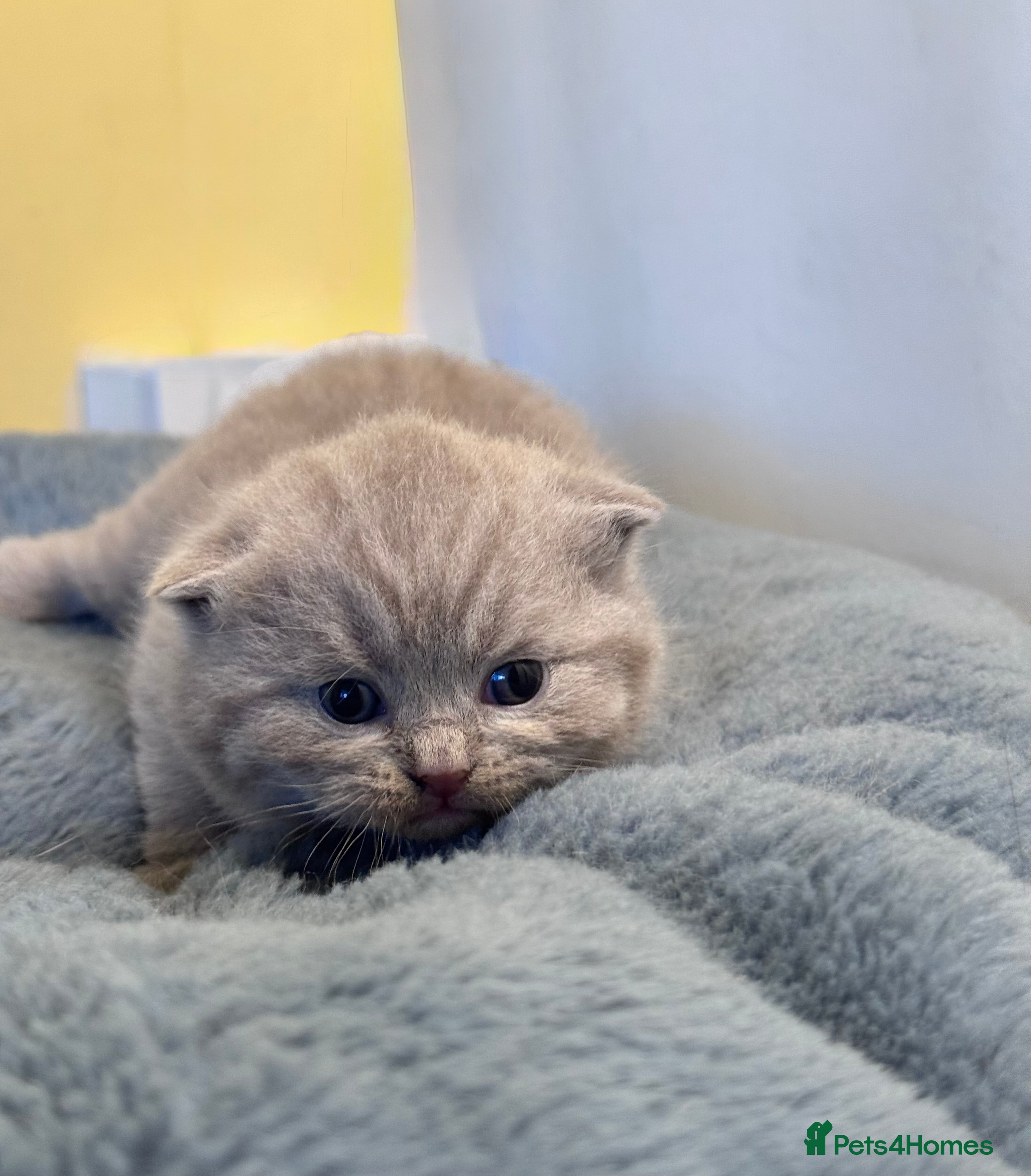 British Shorthair cats Pedigree BSH kittens, GCCF reg  - Advert 11