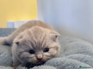 British Shorthair cats Pedigree BSH kittens, GCCF reg - Advert 11
