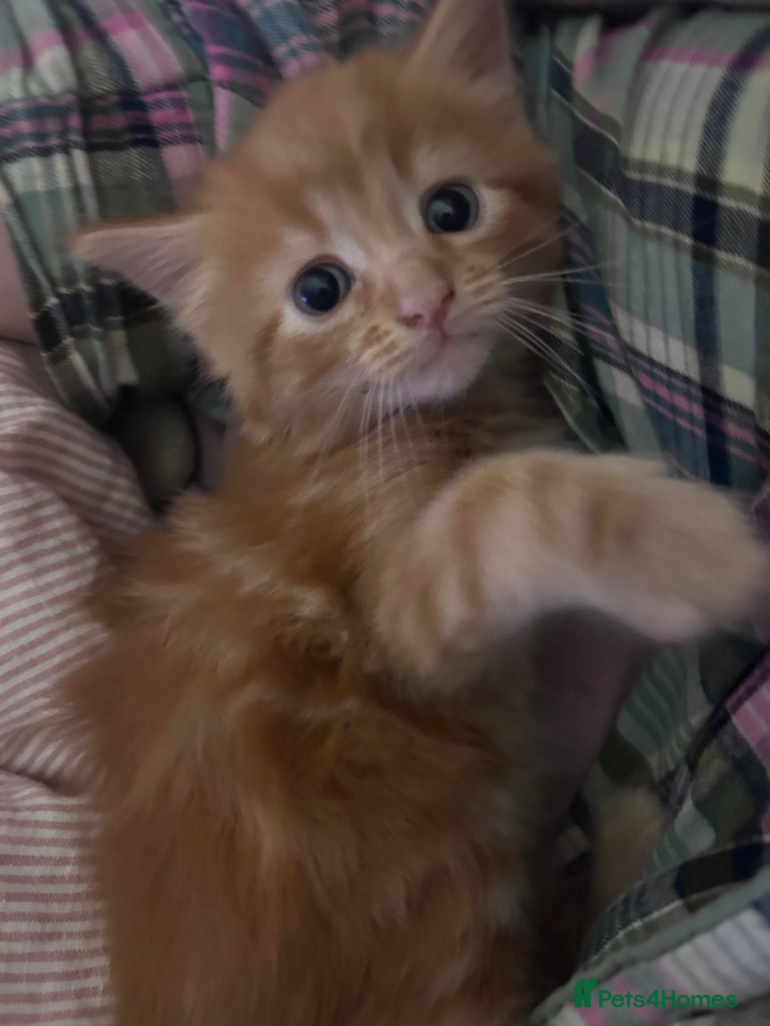 British Longhair cats for sale: British long hair ginger boy- 1 remaining  - Advert 5