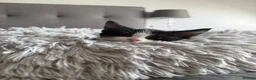 Domestic Shorthair cats for sale: 1 gorgeous female domestic short hair  - Advert 2