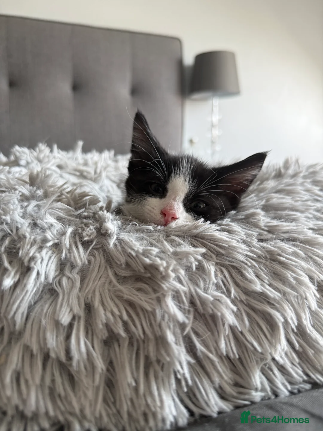 Domestic Shorthair cats for sale: 1 gorgeous female domestic short hair  - Advert 2