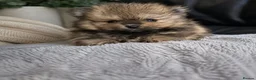Pomeranian dogs for sale: Beautiful Pomeranian Puppies  - Advert 2