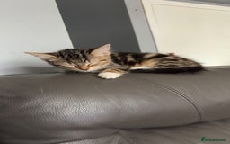 Mixed Breed cats for sale: Selling kitten tabby x bengal - Image 3