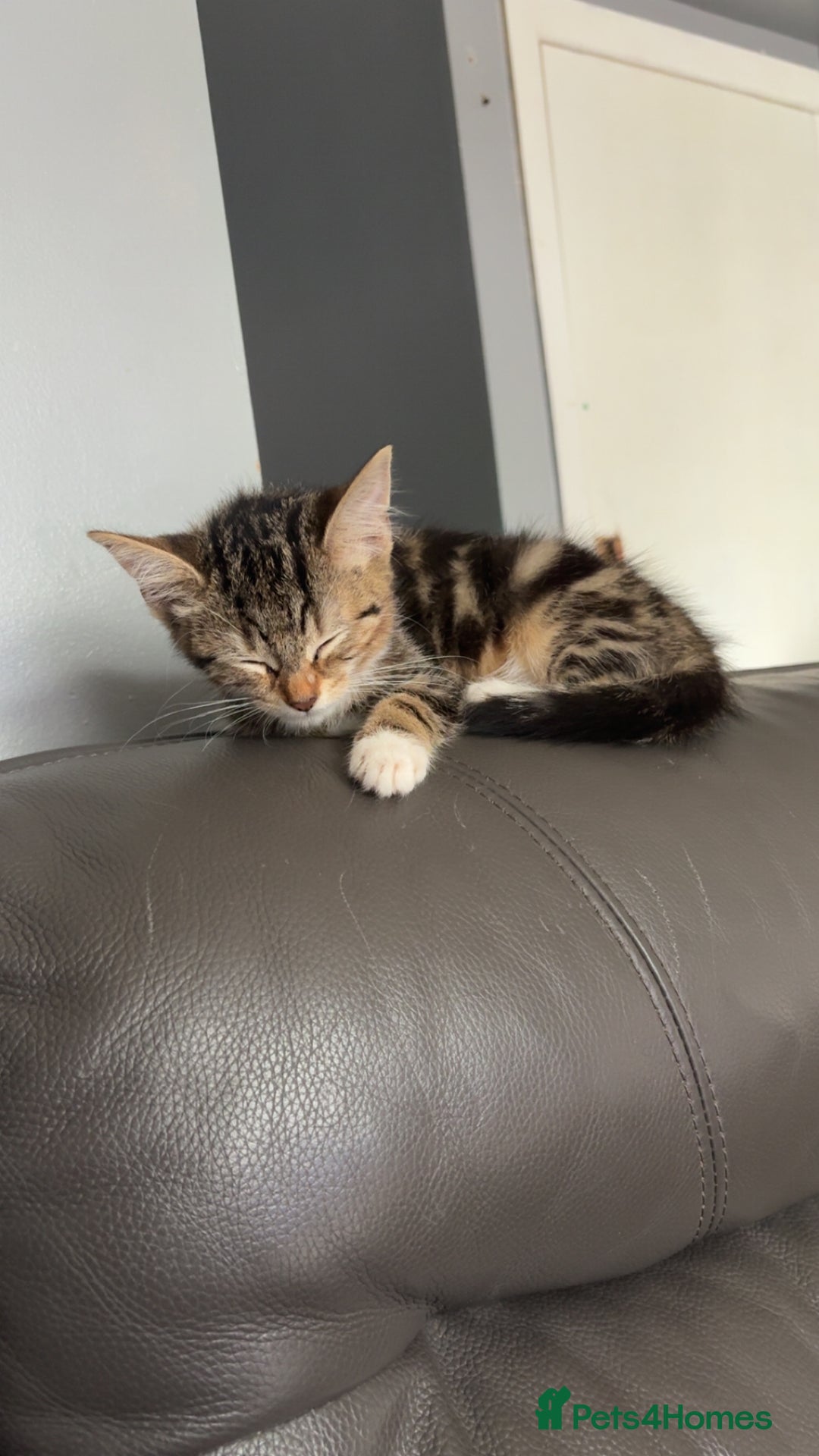 Mixed Breed cats for sale: Selling kitten tabby x bengal - Image 3