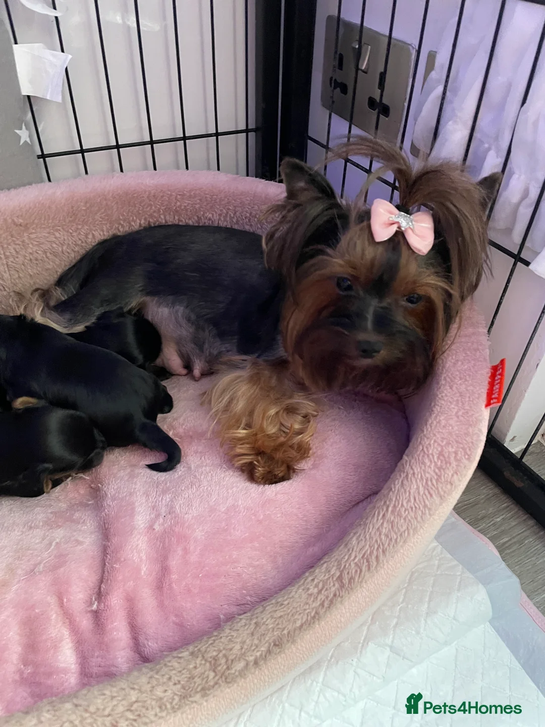 Yorkshire Terrier dogs for sale: pure breed yorkshire terrier  - Advert 1