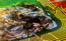 Mouse rodents for sale: Mixed fancy mice  - Image 11
