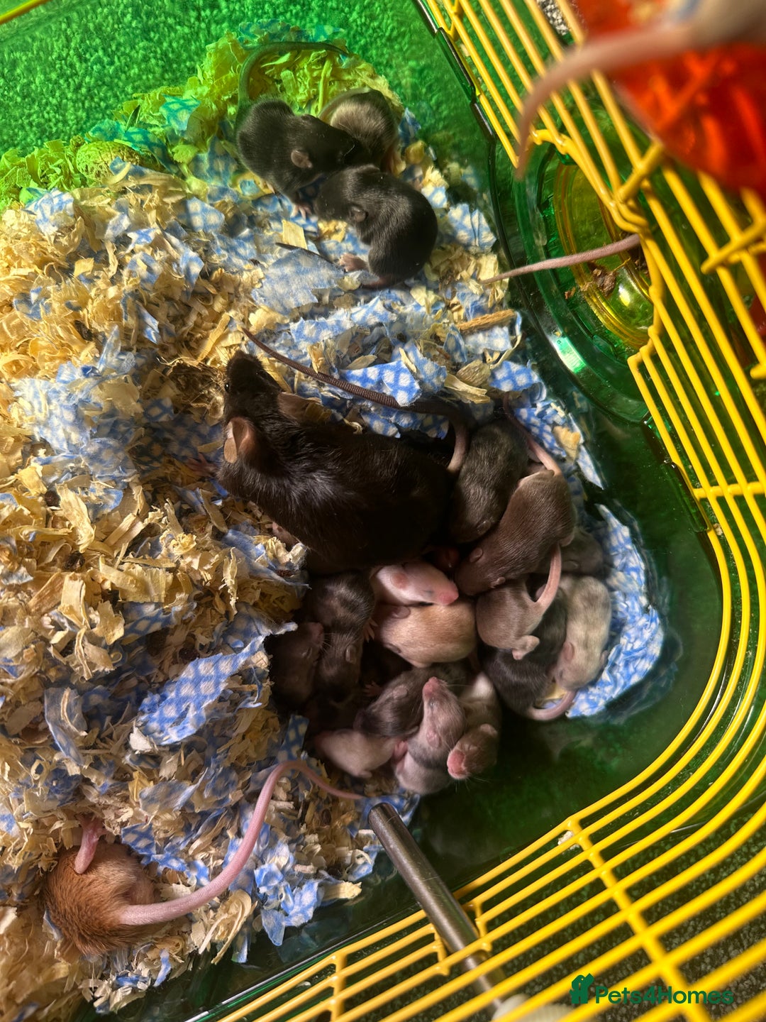 Mouse rodents for sale: Mixed fancy mice  - Image 11