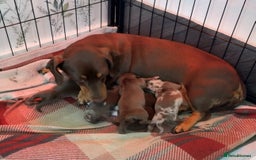 Miniature Dachshund dogs for sale: Beautiful mini Daxis  - Image 7