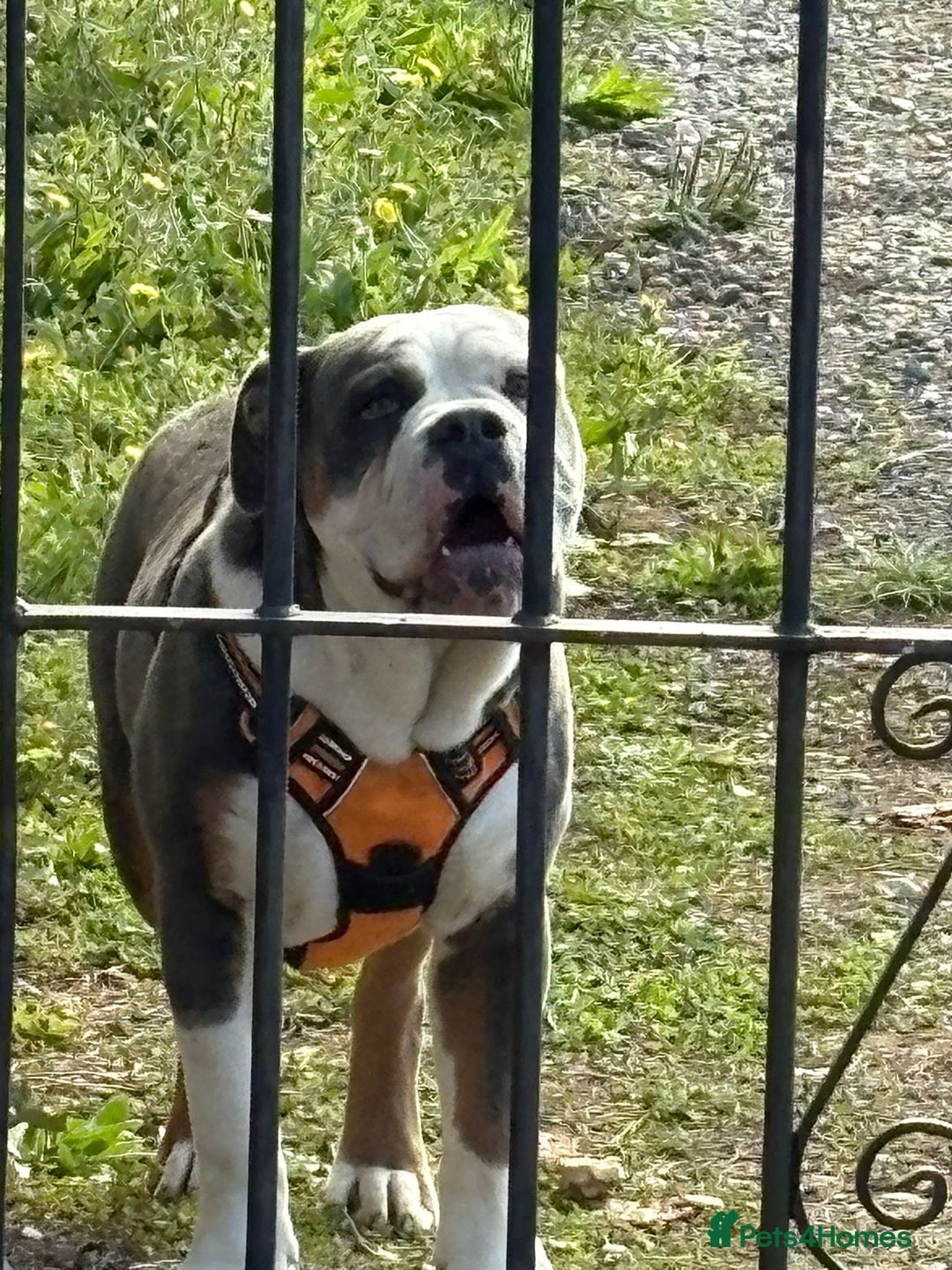 Olde English Bulldogge dogs for sale: N.E.B.B.R registered Olde English bulldog - Image 3