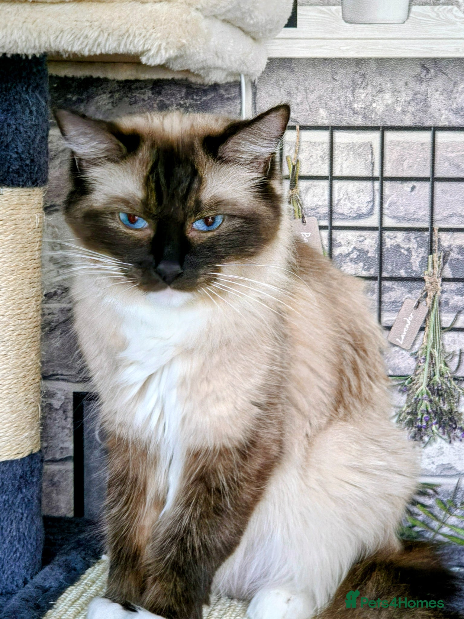 Ragdoll cats Ragdoll kittens - Advert 1