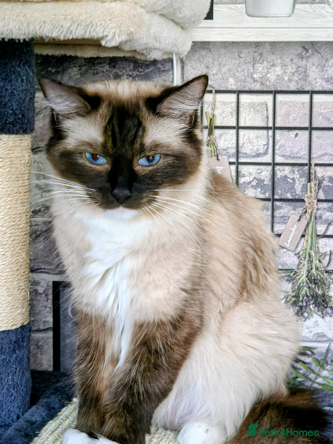 Ragdoll cats for sale: Ragdoll kittens - Advert 1