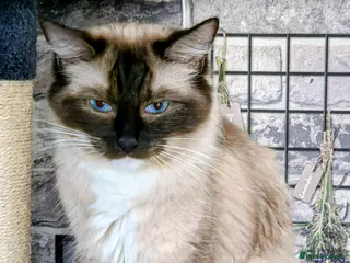 Ragdoll cats Ragdoll kittens - Advert 16