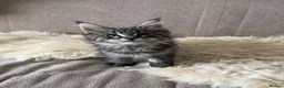 Maine Coon cats for sale: ⭐️Beautiful Maine Coon Kittens⭐️ - Advert 24