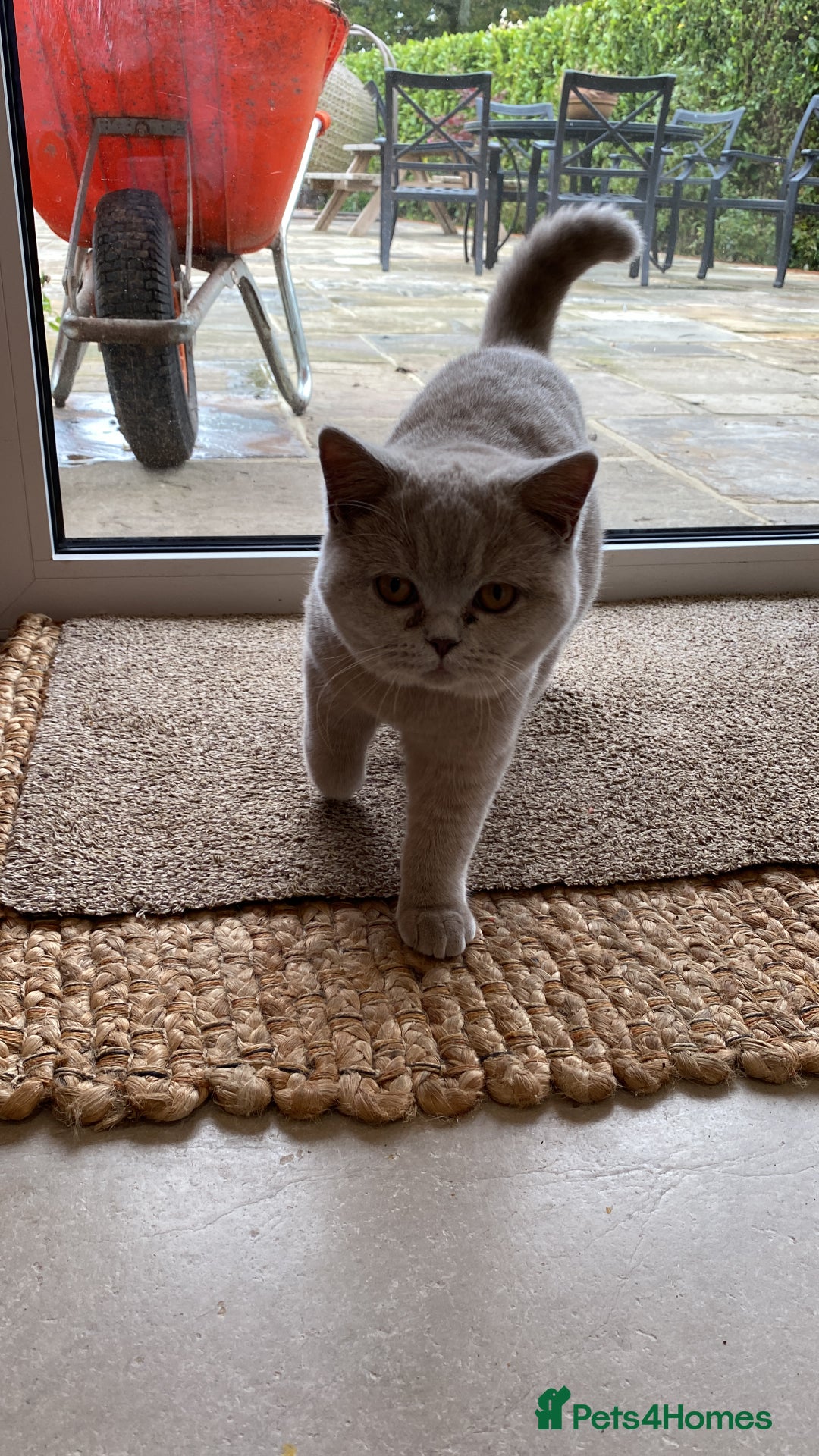 British Shorthair cats for sale: 2 lilac British shorthair cats - Image 7