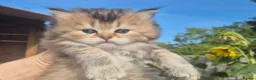 British Shorthair cats for sale: BLH & BSH sisters  - Advert 3