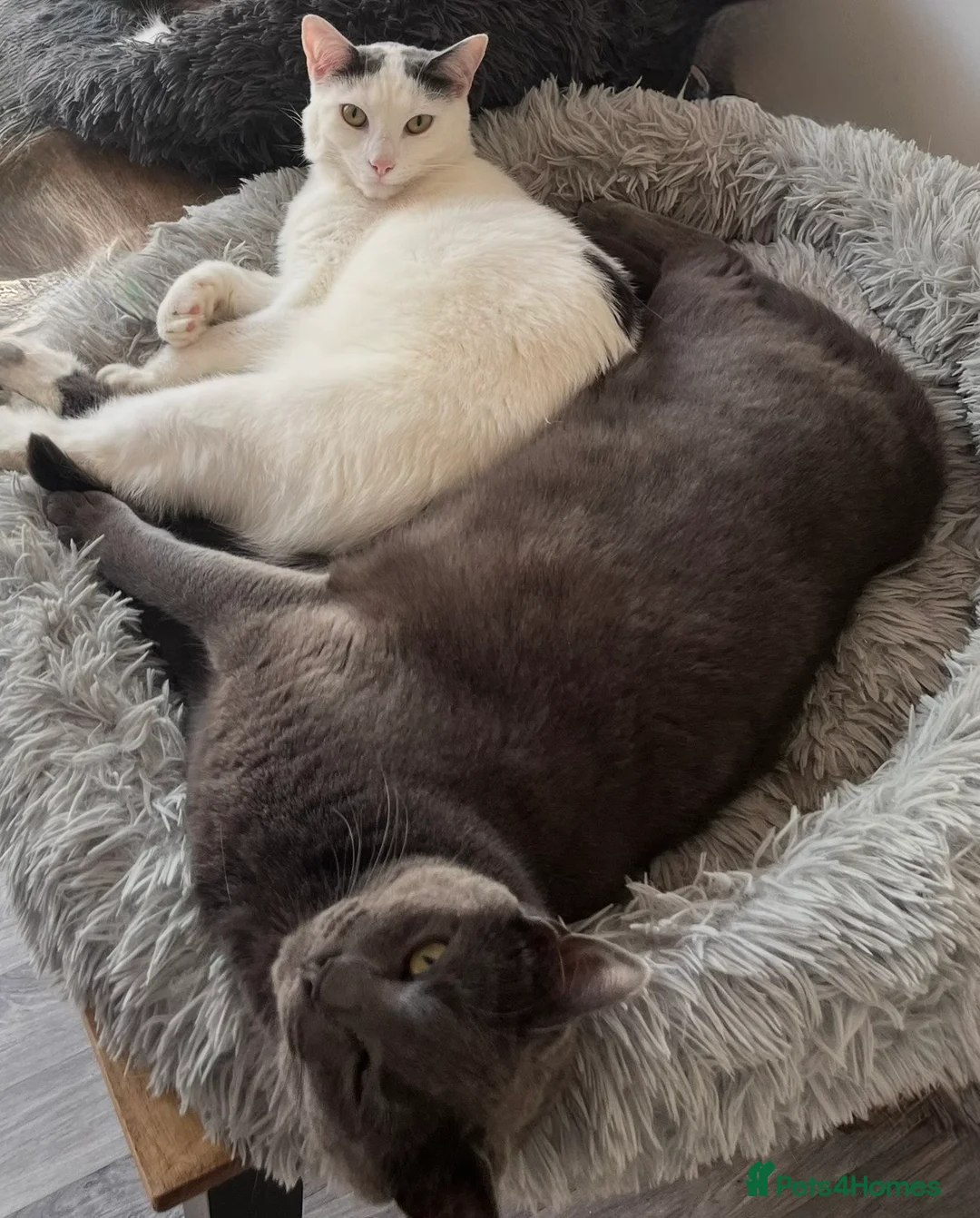 Mixed Breed cats for sale: 2 neutered brothers looking for their forever home - Advert 2