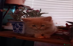 Mixed Breed cats for sale: 1 tabby girl left £130  - Image 9