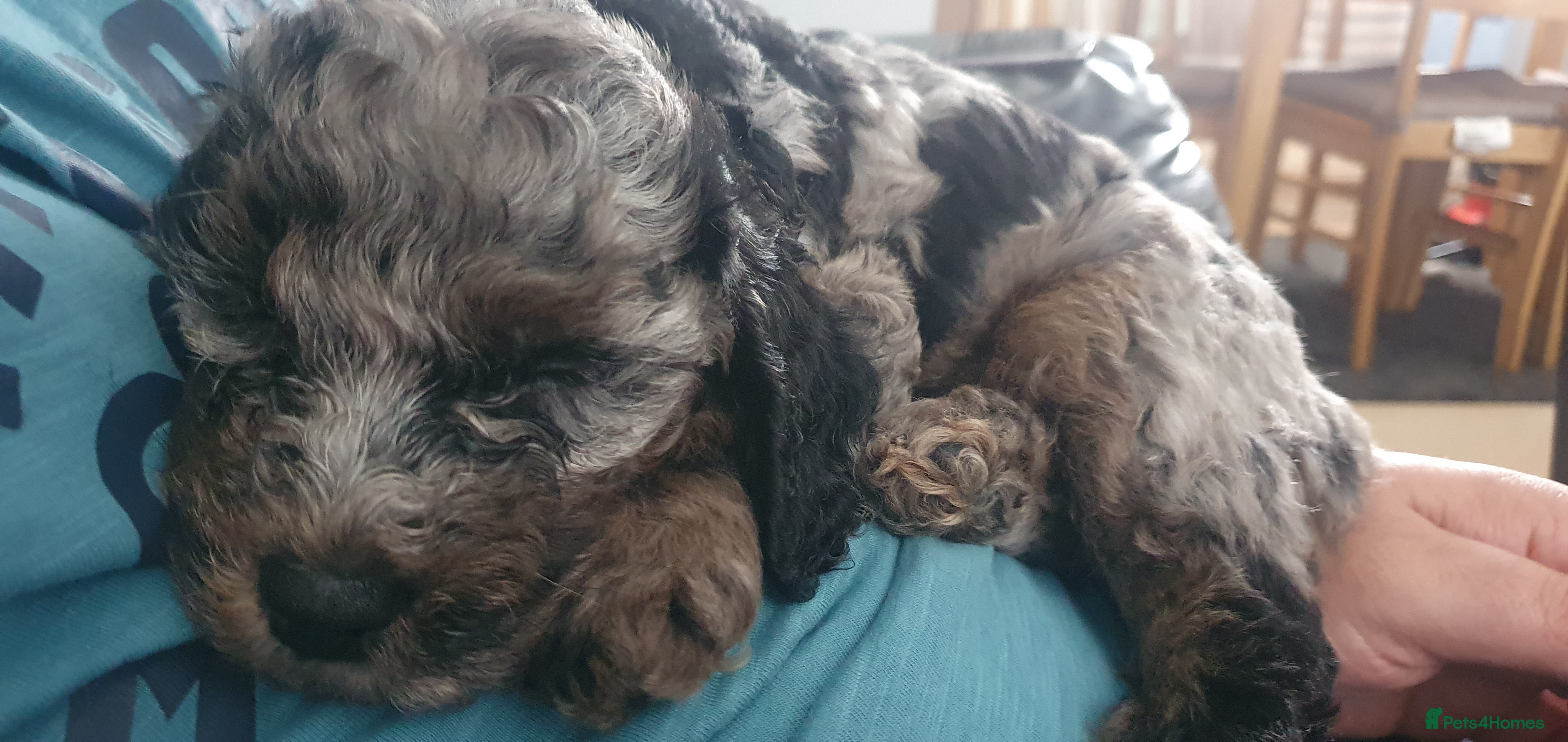 Cockapoo dogs Beautiful F2B Cockapoos Ready 5/8/24 in Peterlee - Advert 1