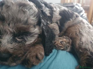 Cockapoo dogs Beautiful F2B Cockapoos Ready 5/8/24 in Peterlee - Advert 3