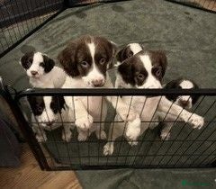 English Springer Spaniel dogs KC Registered English Springer Spaniels - Advert 14