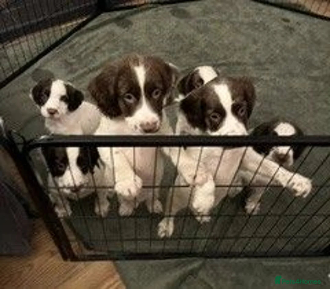 English Springer Spaniel dogs for sale: KC Registered English Springer Spaniels in Derby - Advert 1