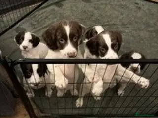 English Springer Spaniel dogs KC Registered English Springer Spaniels - Advert 14