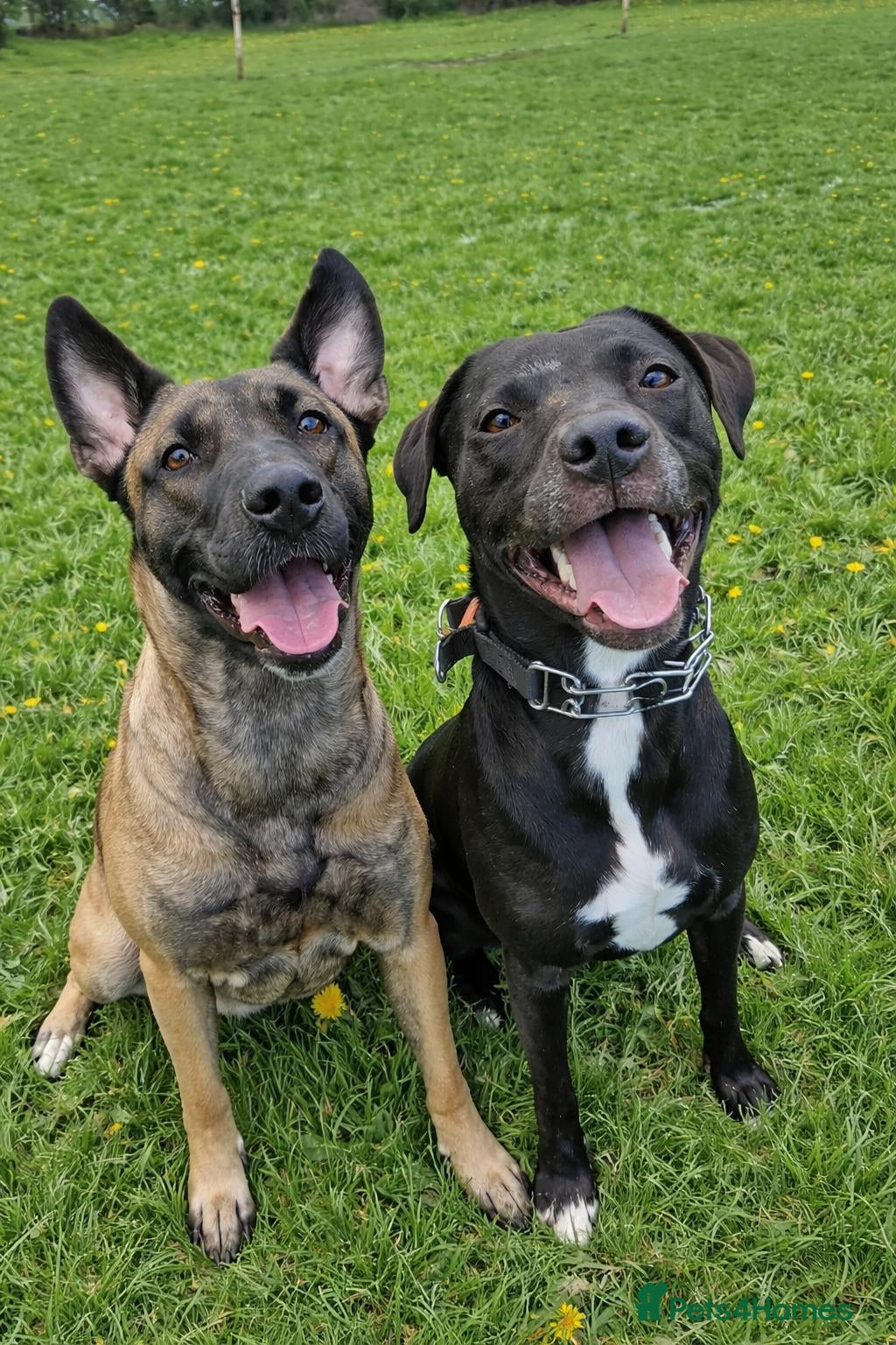 Mixed Breed dogs Bonnie/Bella  - Advert 2