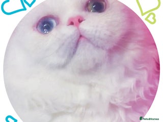 Munchkin cats White Napoleon Minuet Persian Munchkin Rug hugger - Advert 2